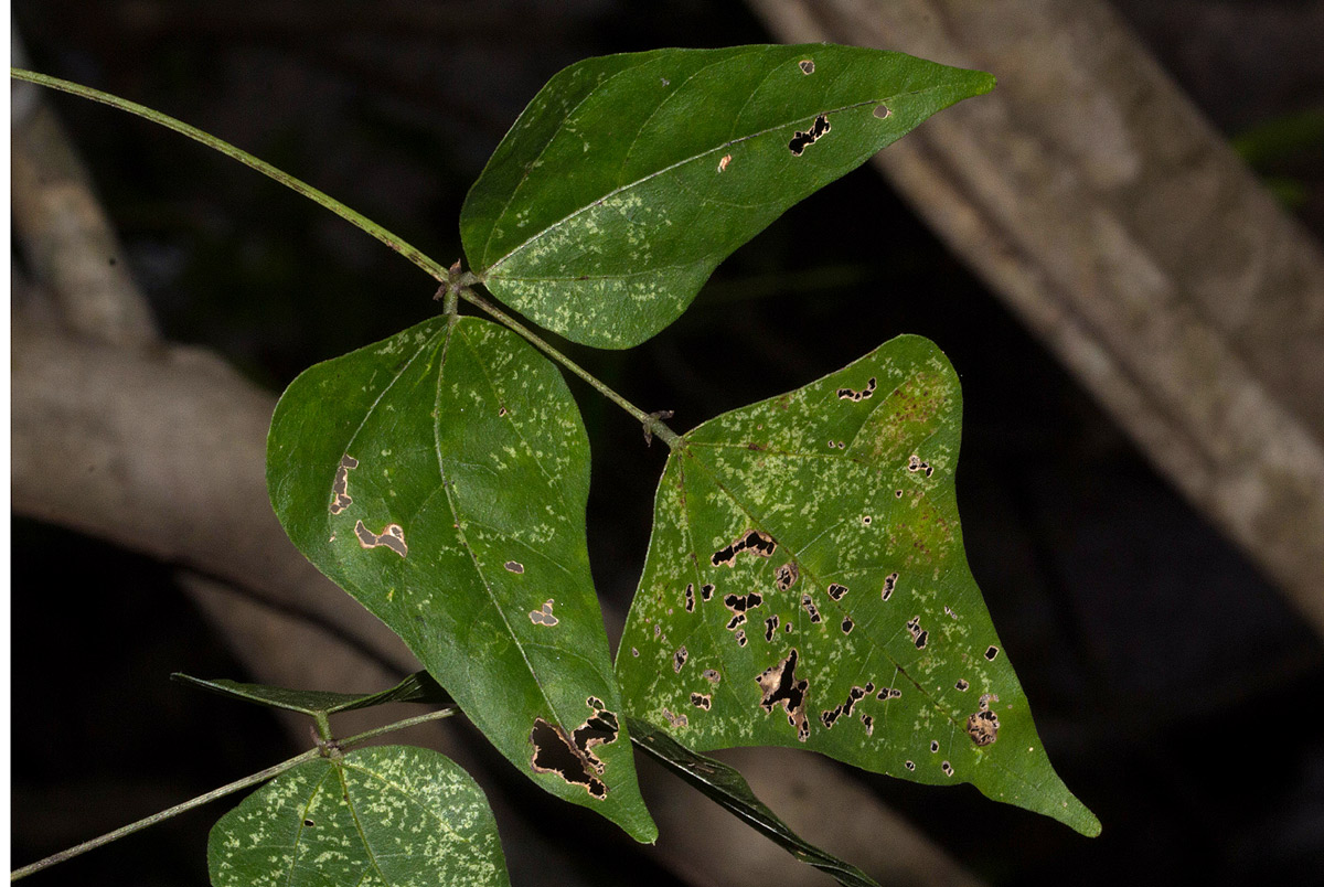 Lablab purpureus subsp. uncinatus Lablab purpureus subsp. uncinatus