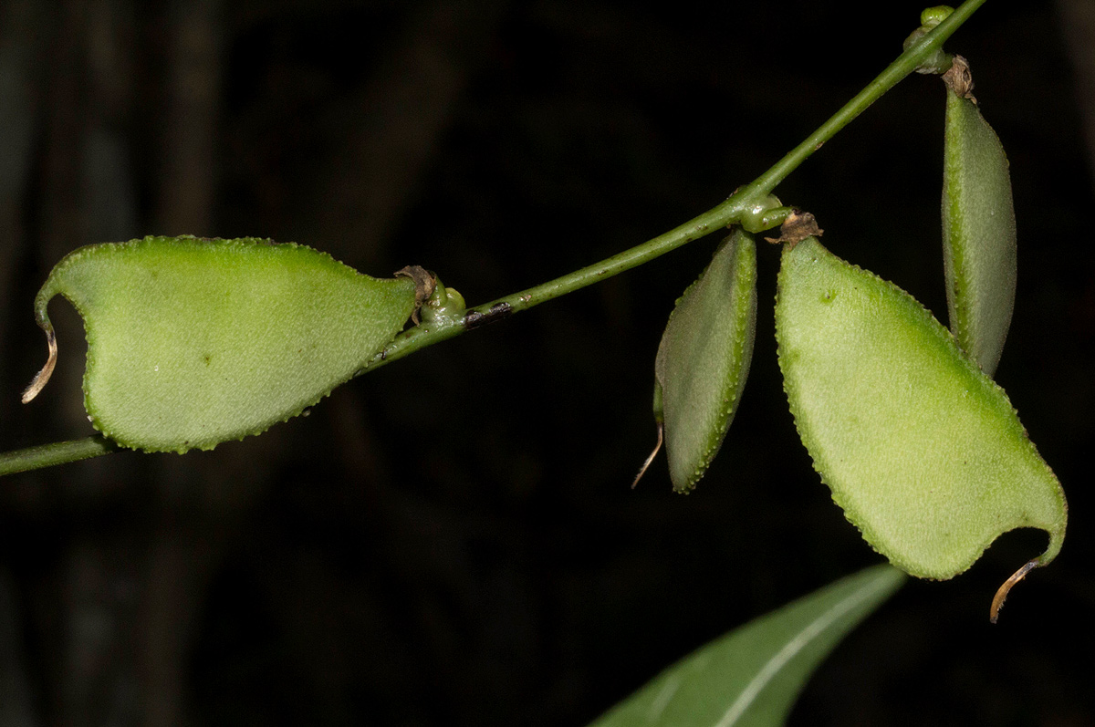 Lablab purpureus subsp. uncinatus Lablab purpureus subsp. uncinatus