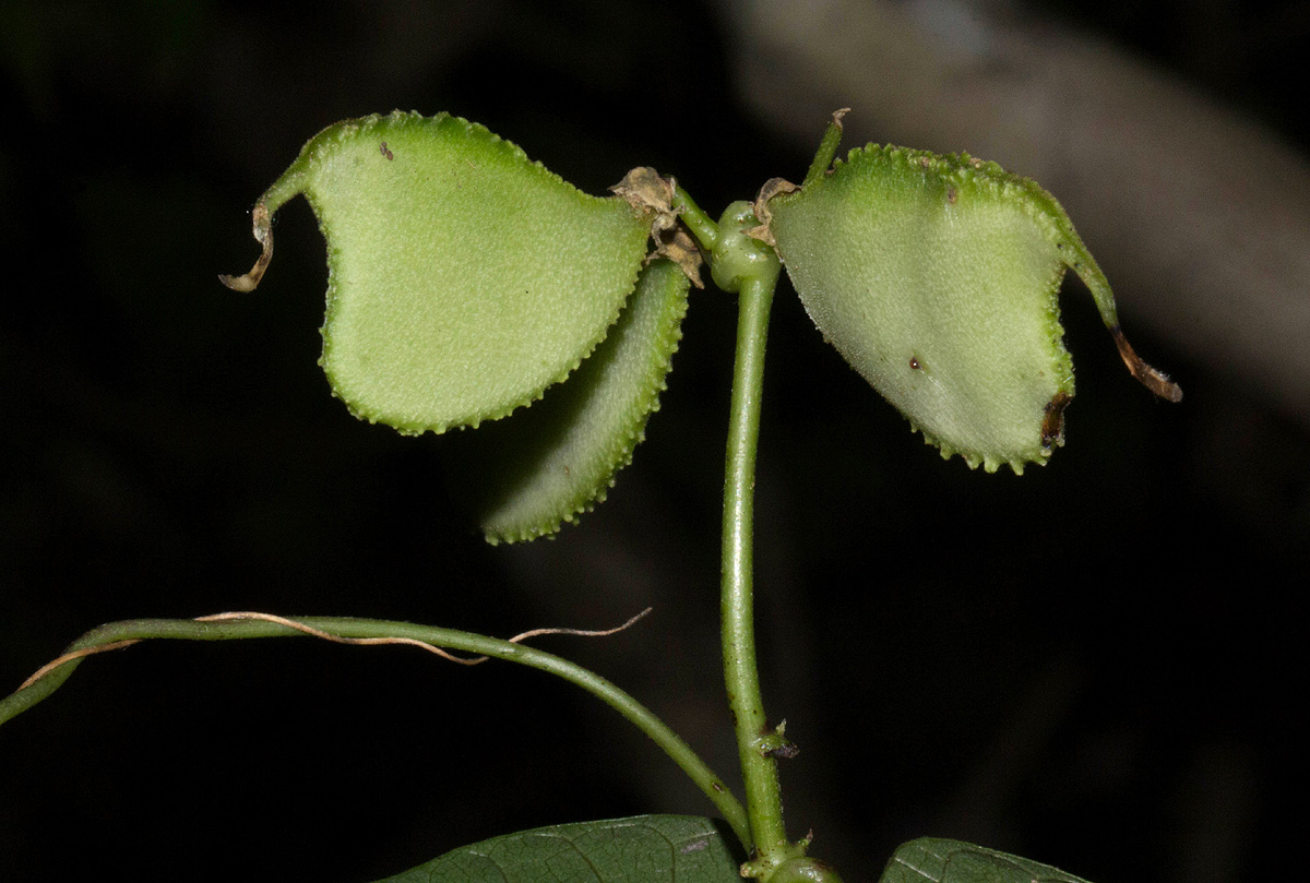 Lablab purpureus subsp. uncinatus