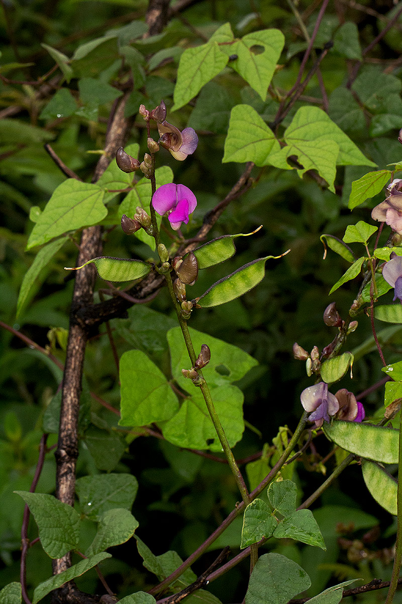 Lablab purpureus subsp. uncinatus