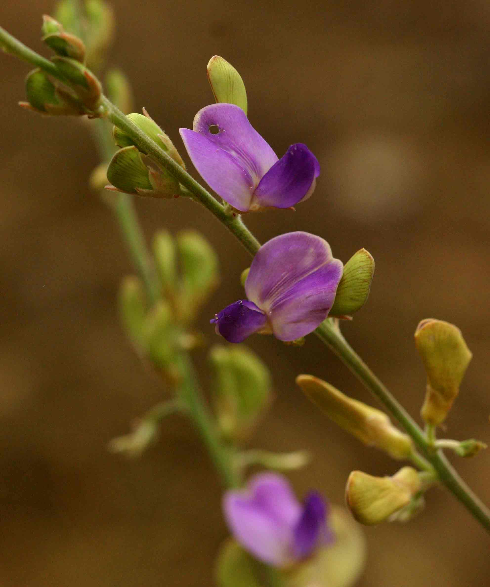 Dolichos kilimandscharicus subsp. kilimandscharicus Dolichos kilimandscharicus subsp. kilimandscharicus