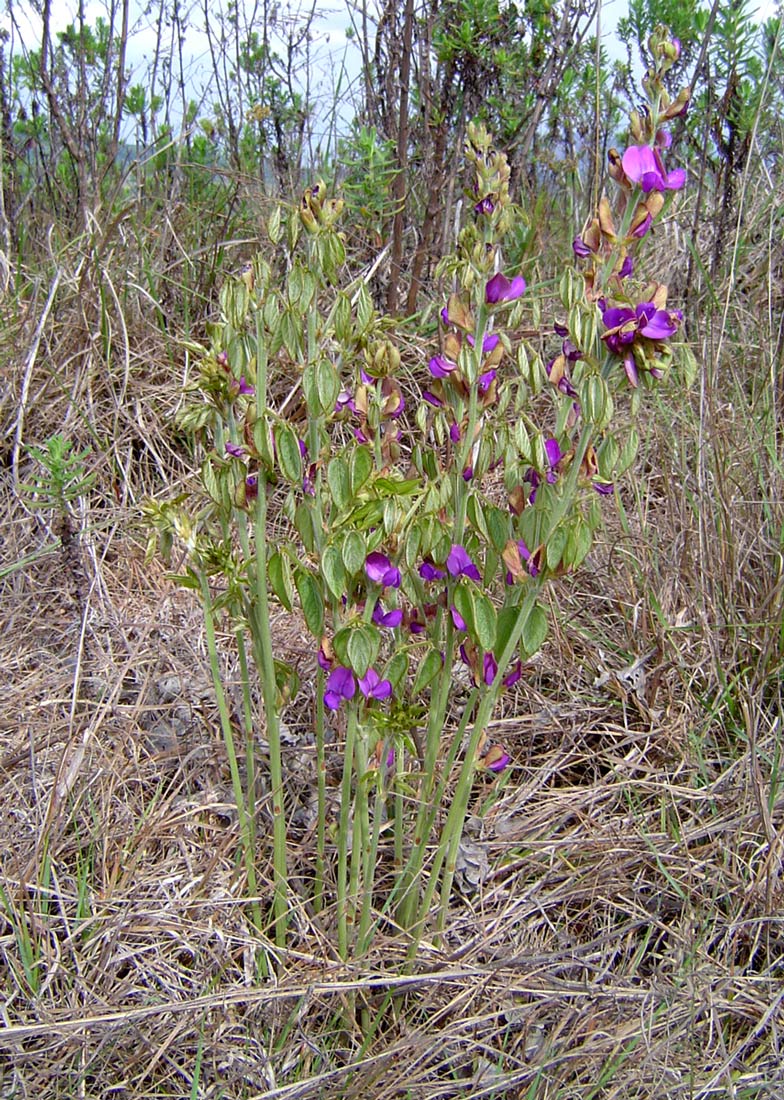 Dolichos kilimandscharicus subsp. kilimandscharicus Dolichos kilimandscharicus subsp. kilimandscharicus