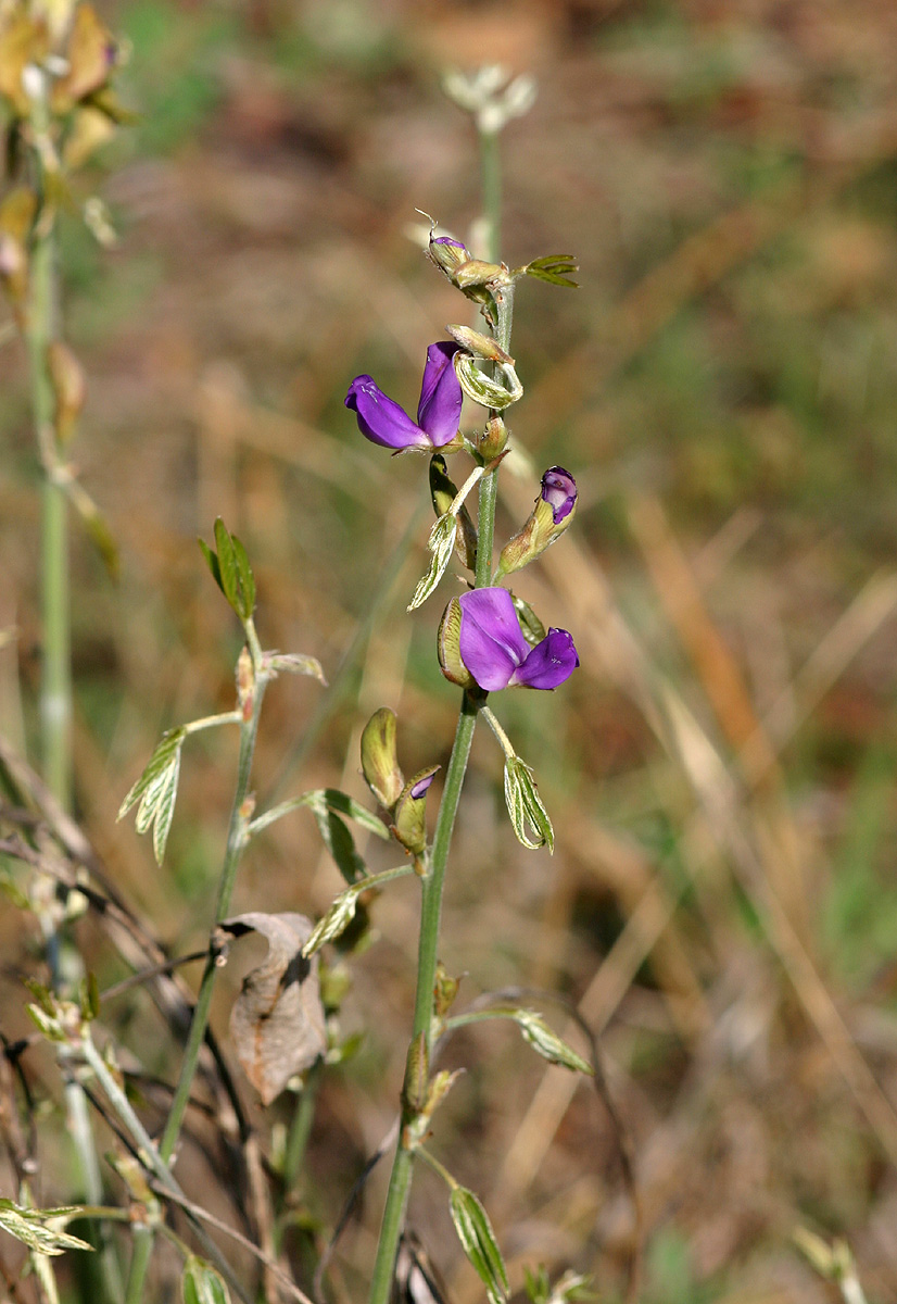 Dolichos kilimandscharicus subsp. kilimandscharicus Dolichos kilimandscharicus subsp. kilimandscharicus