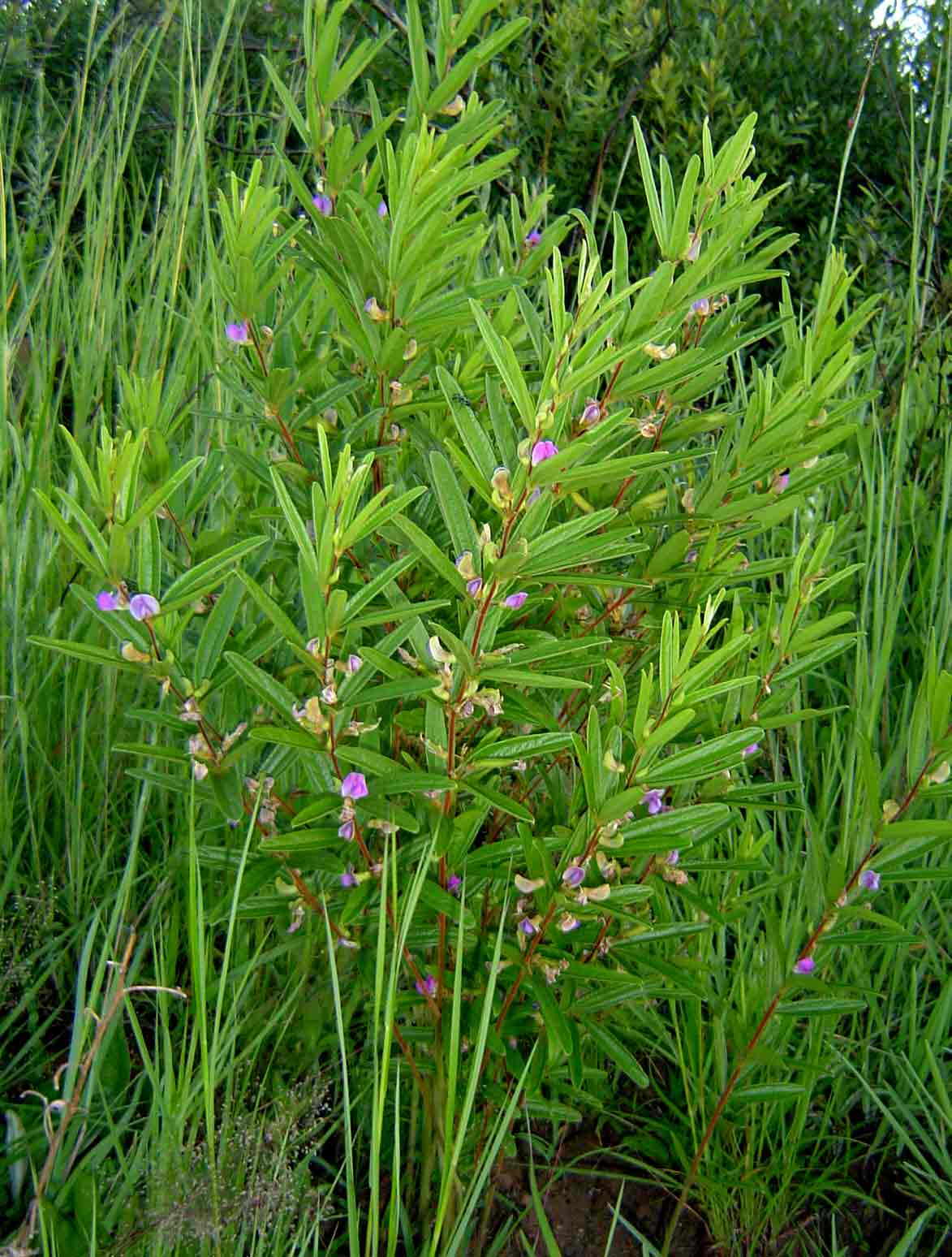 Dolichos trinervatus Dolichos trinervatus