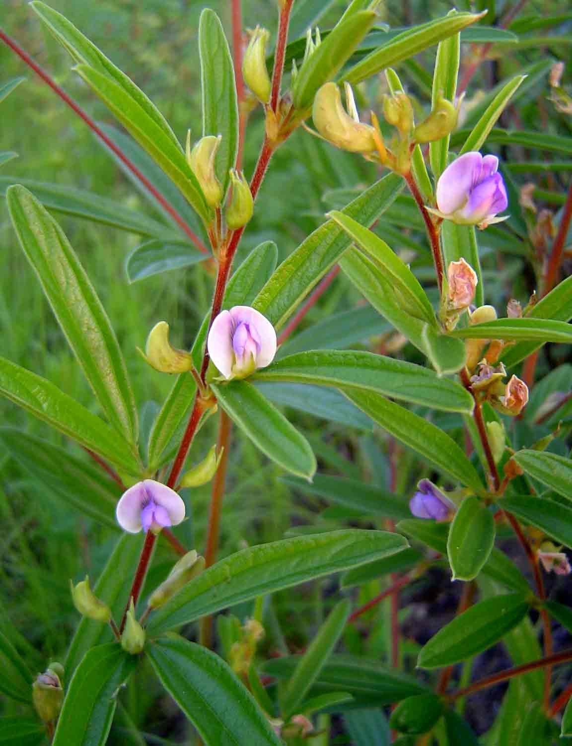 Dolichos trinervatus
