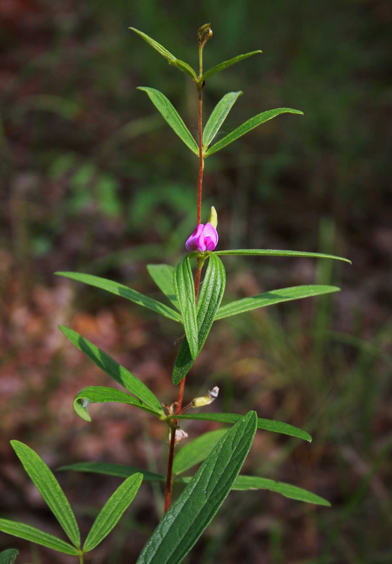 Dolichos trinervatus