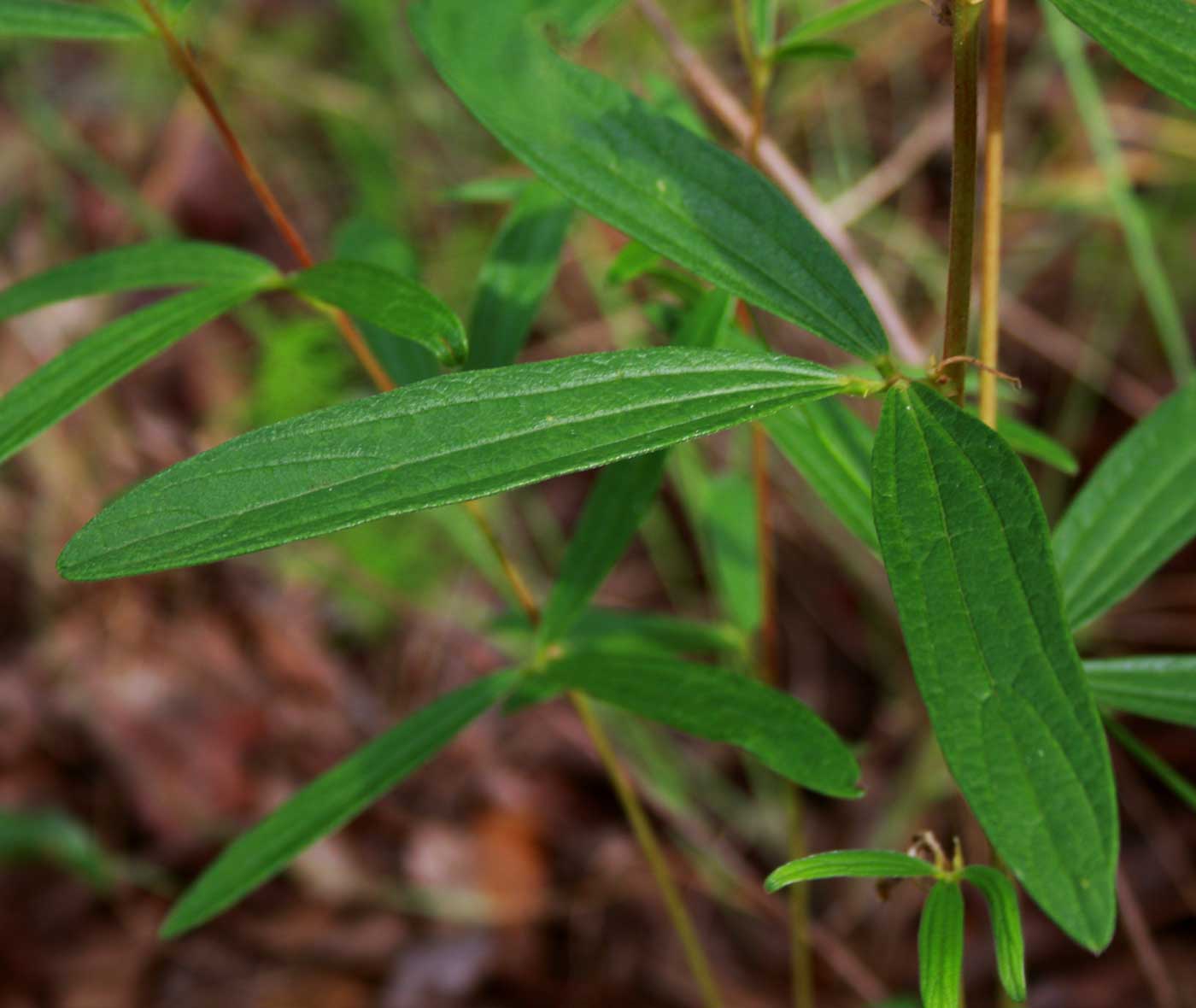 Dolichos trinervatus
