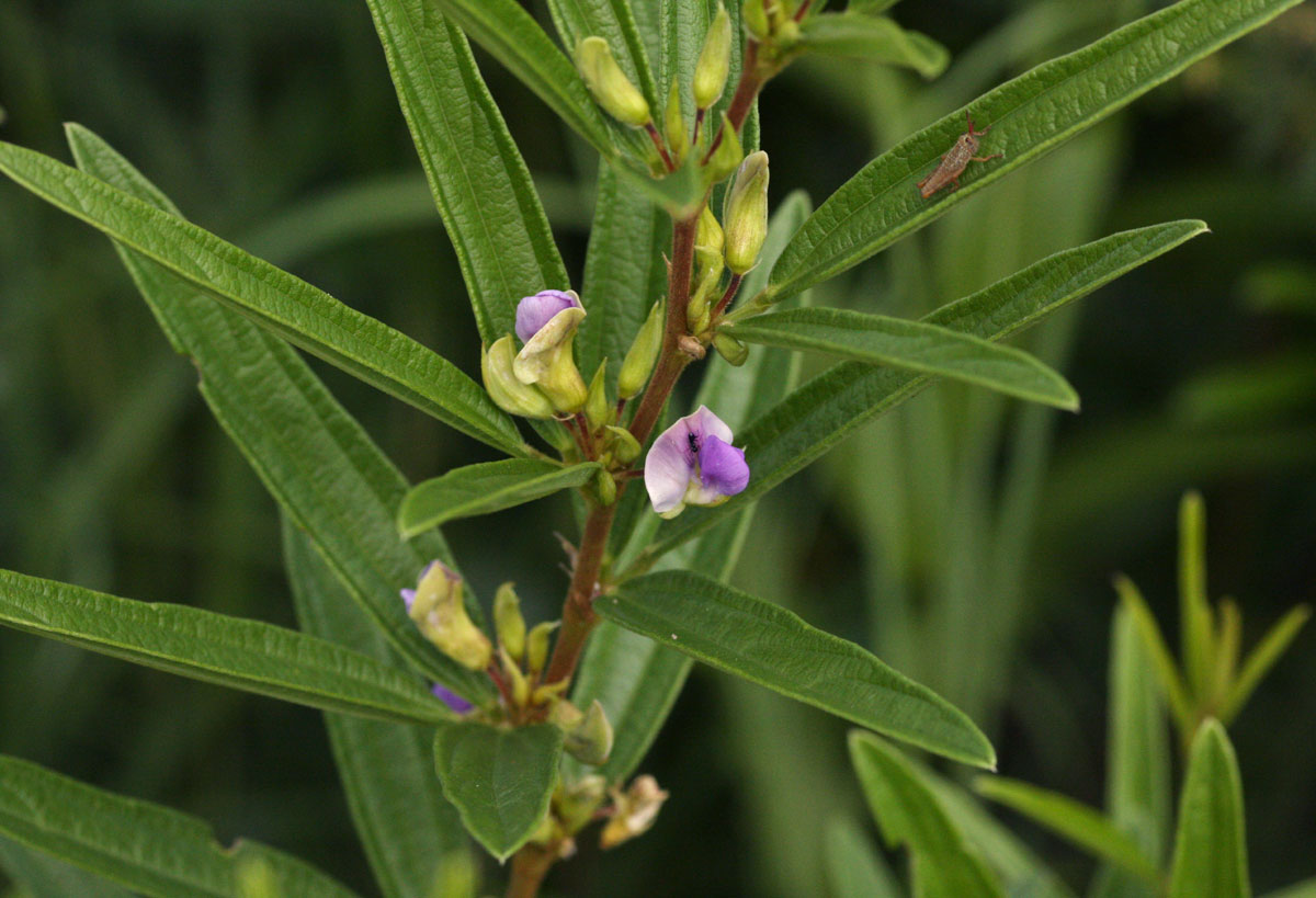 Dolichos trinervatus