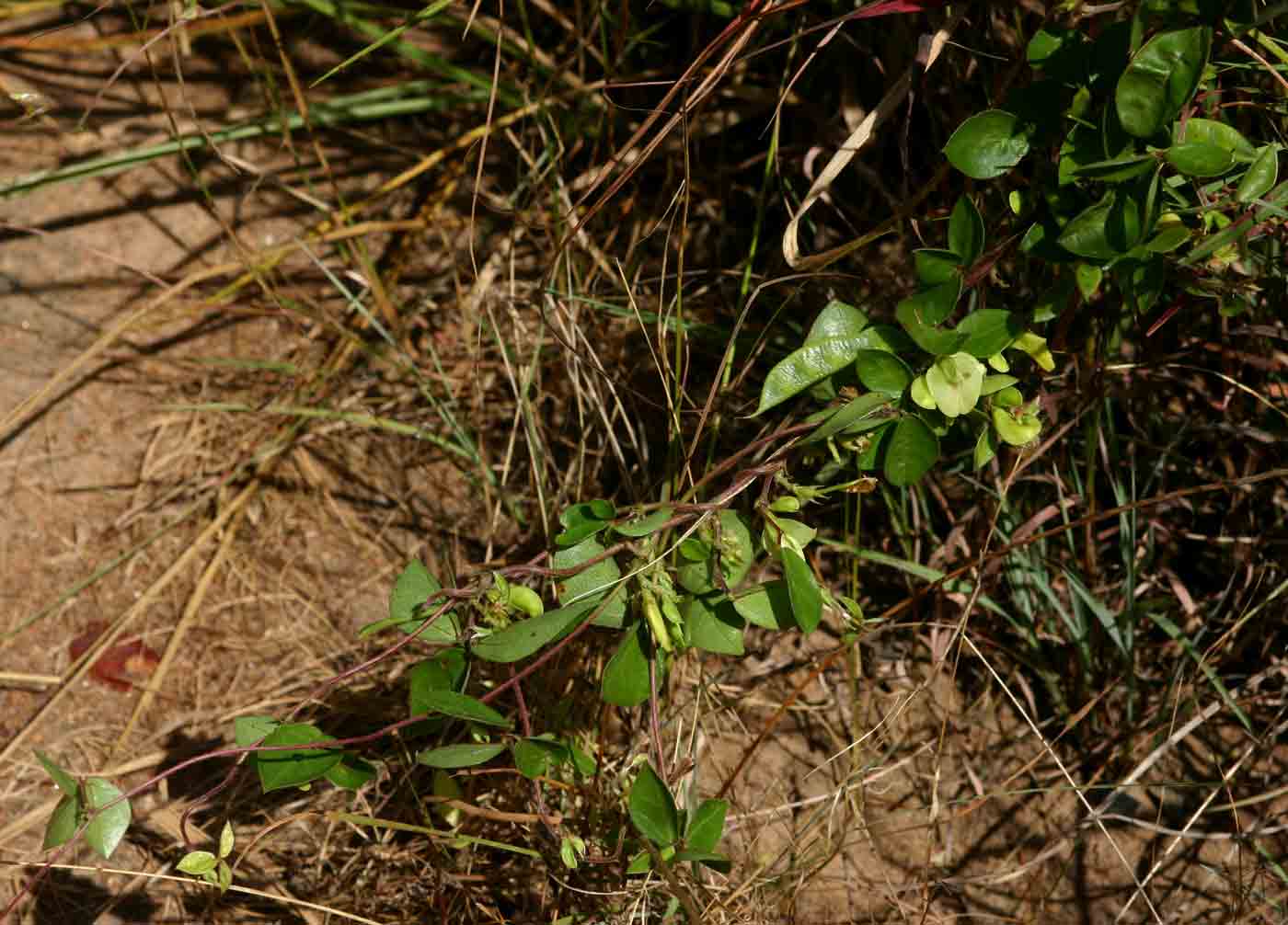 Macrotyloma axillare var. axillare Macrotyloma axillare var. axillare