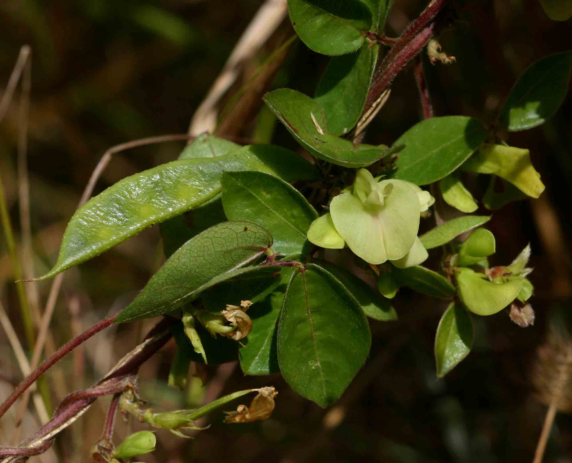 Macrotyloma axillare var. axillare