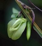 Macrotyloma axillare var. axillare