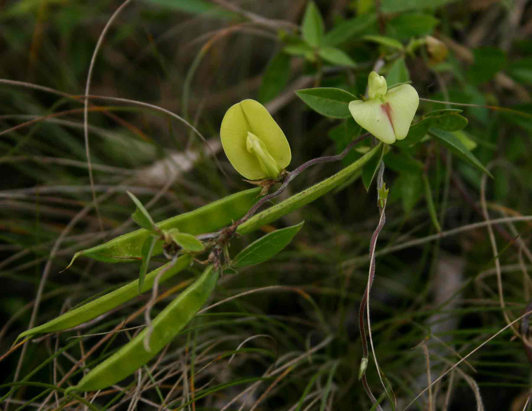 Macrotyloma axillare var. axillare Macrotyloma axillare var. axillare