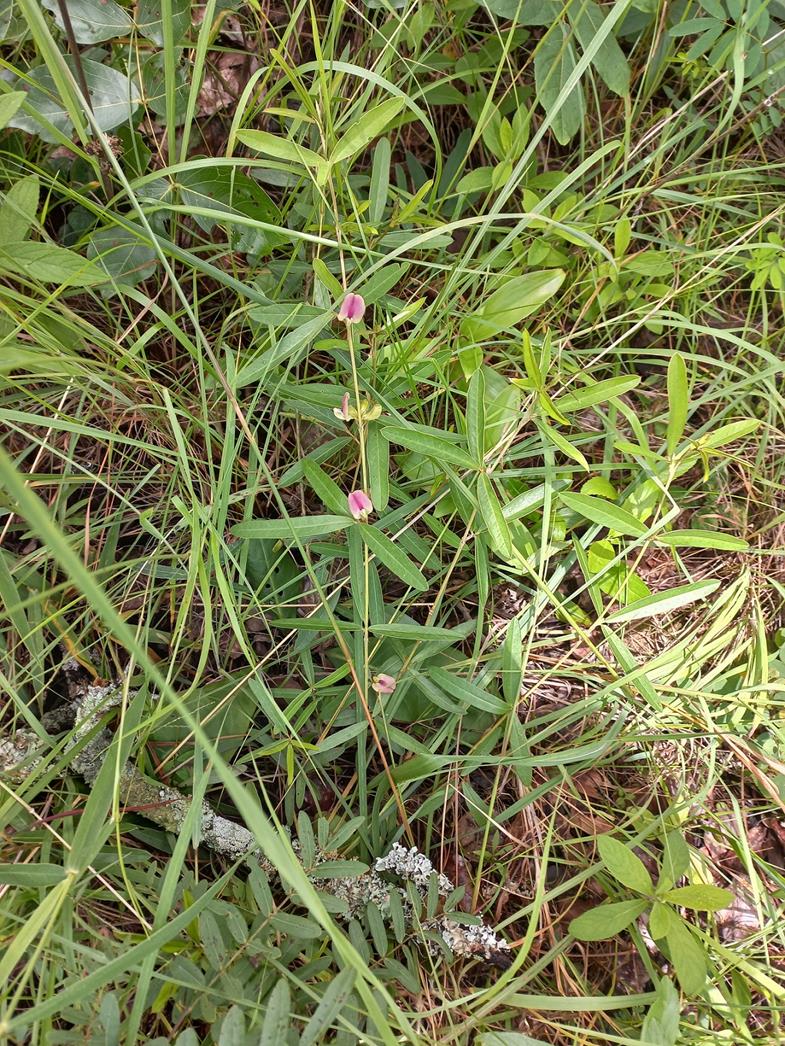 Macrotyloma densiflorum var. densiflorum