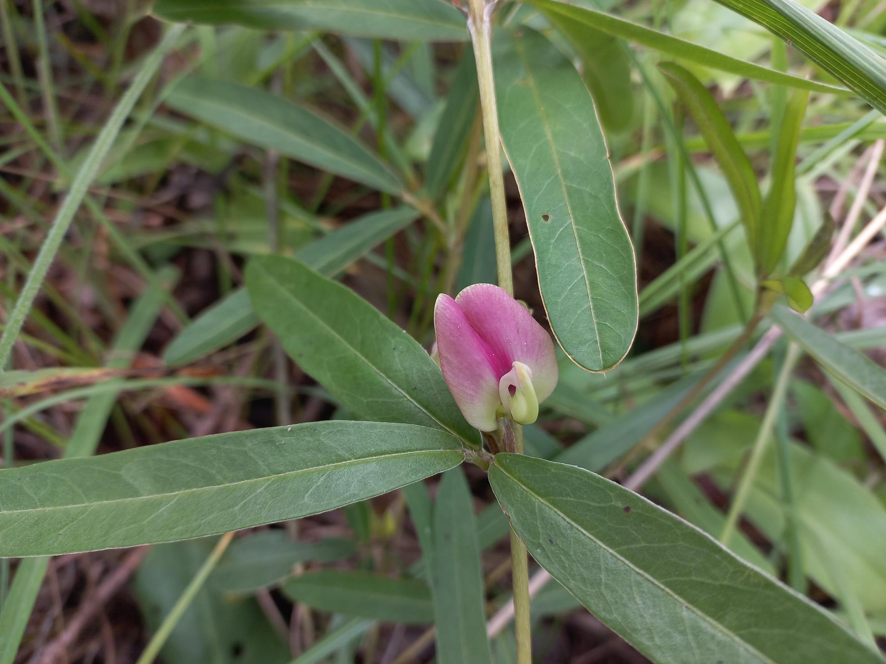 Macrotyloma densiflorum var. densiflorum