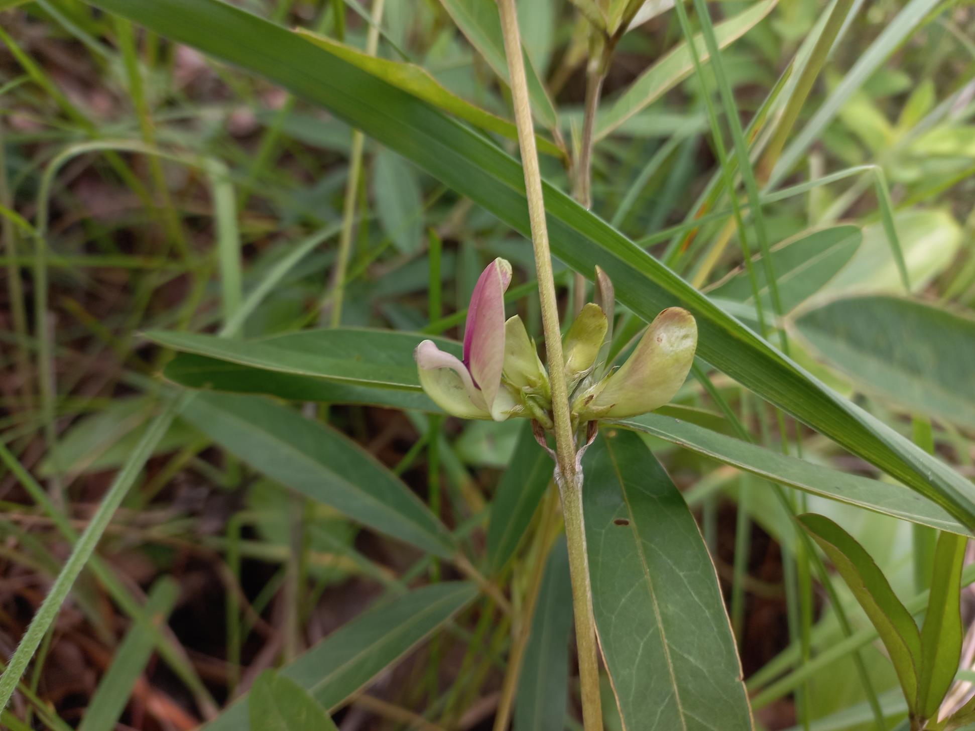 Macrotyloma densiflorum var. densiflorum