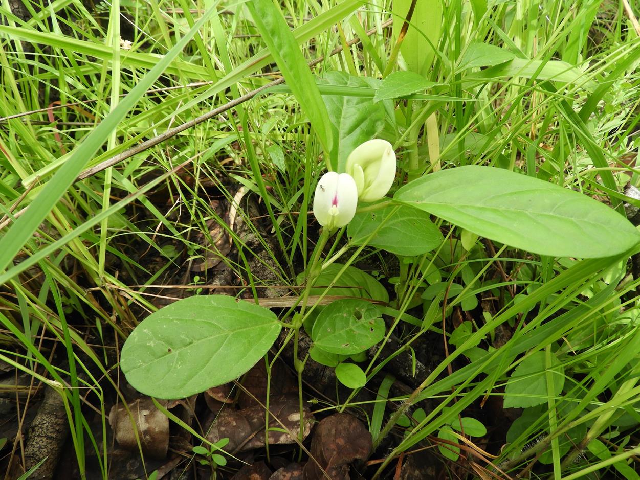 Macrotyloma stipulosum