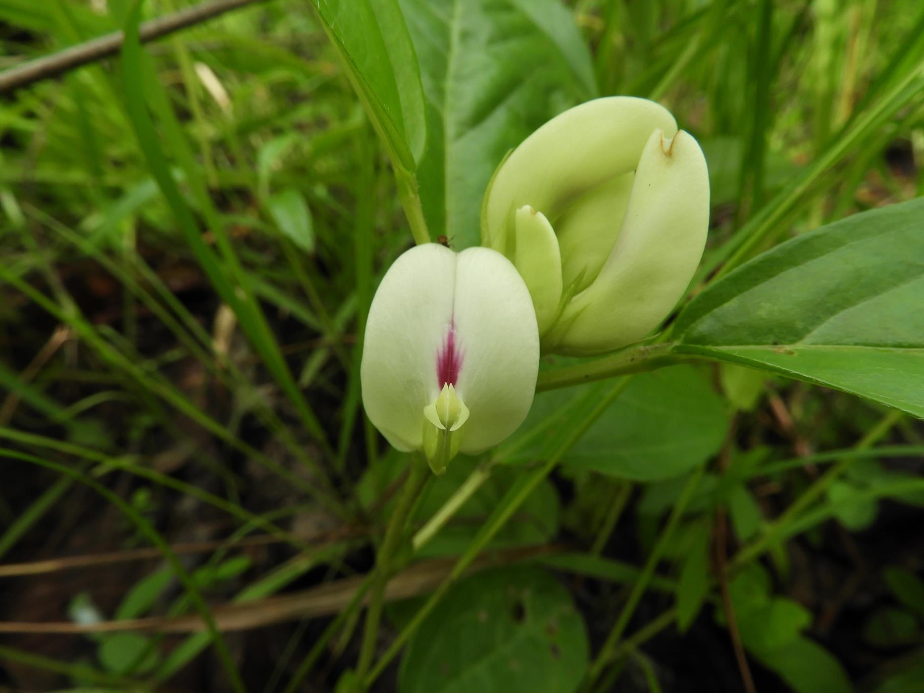 Macrotyloma stipulosum Macrotyloma stipulosum