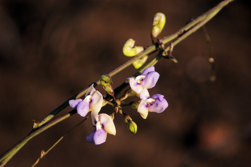 Decorsea schlechteri