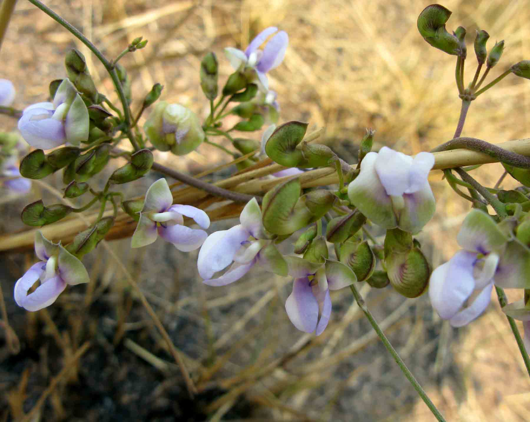 Decorsea schlechteri