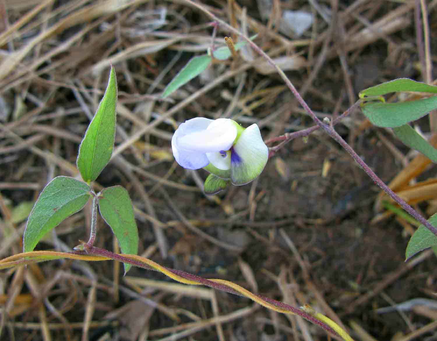 Decorsea schlechteri