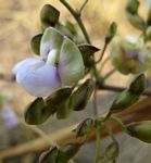 Decorsea schlechteri