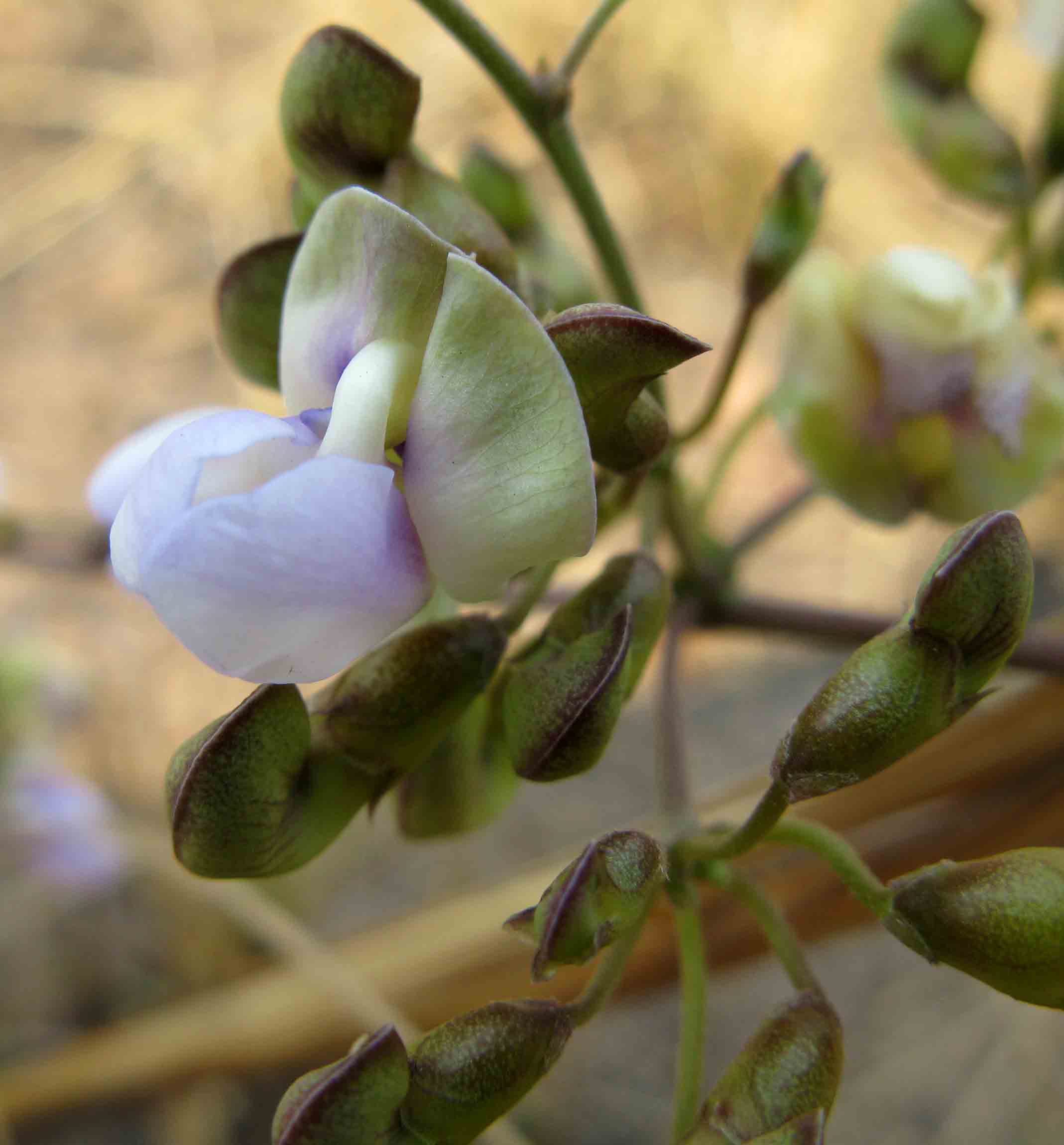 Decorsea schlechteri