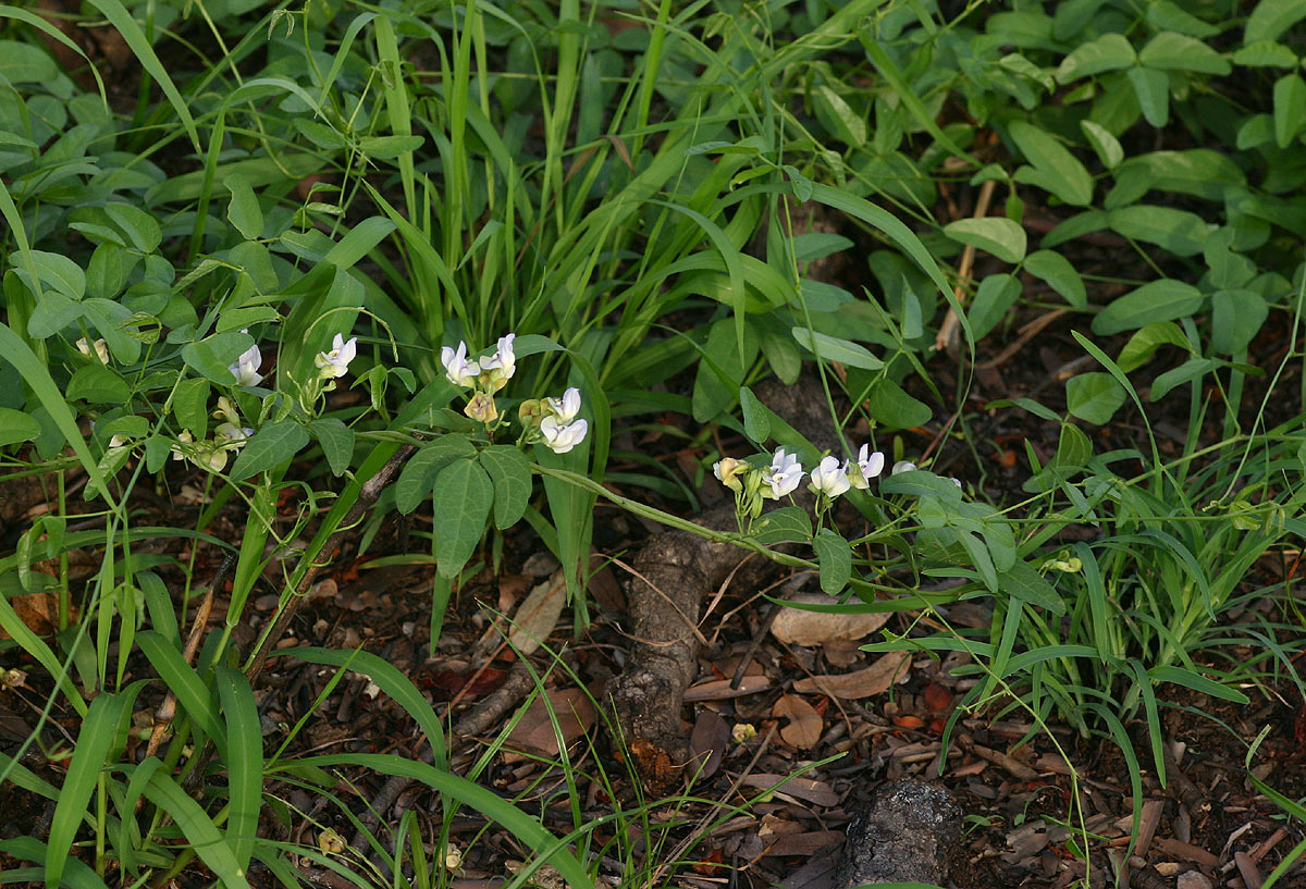 Decorsea schlechteri