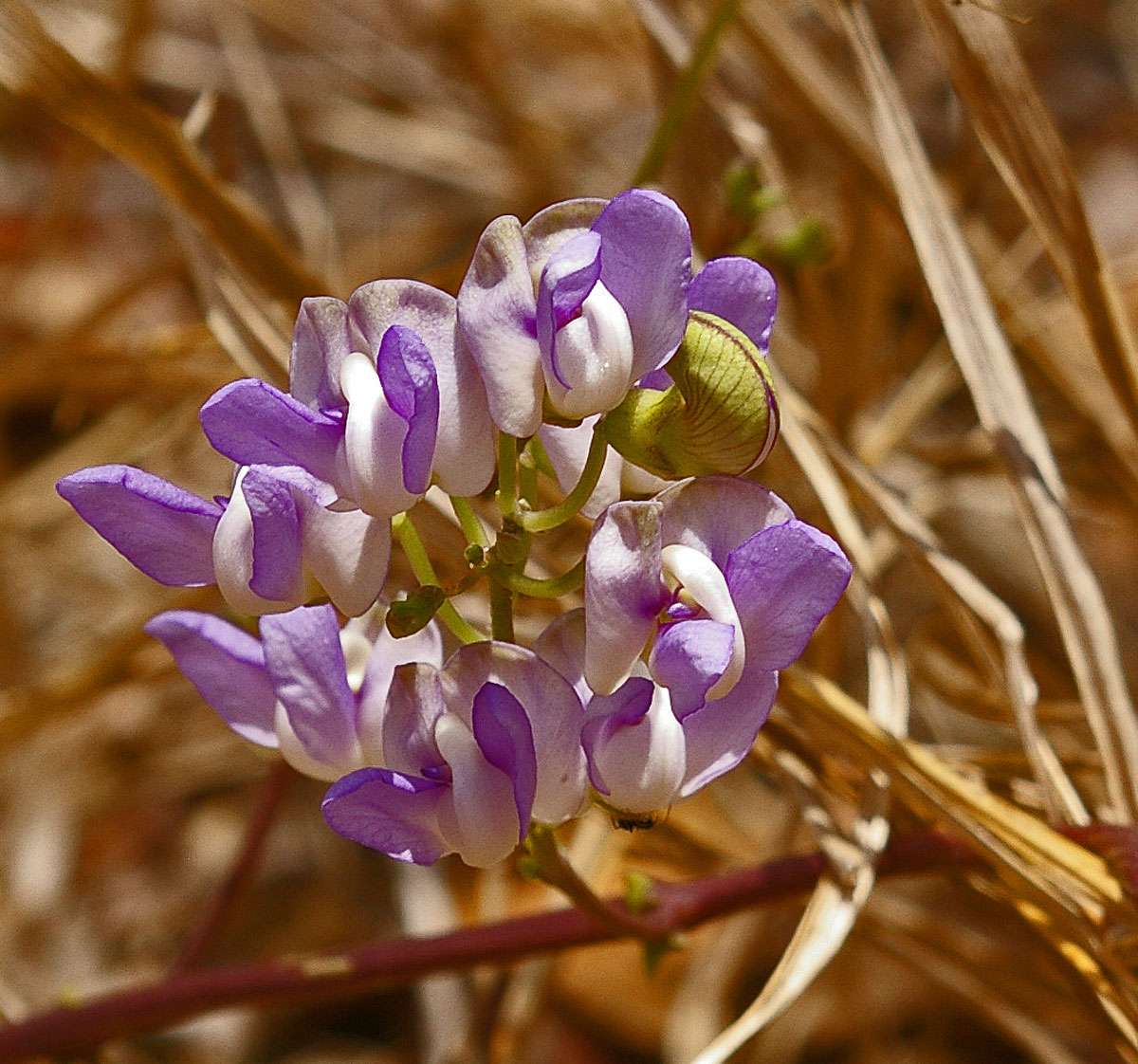 Decorsea schlechteri