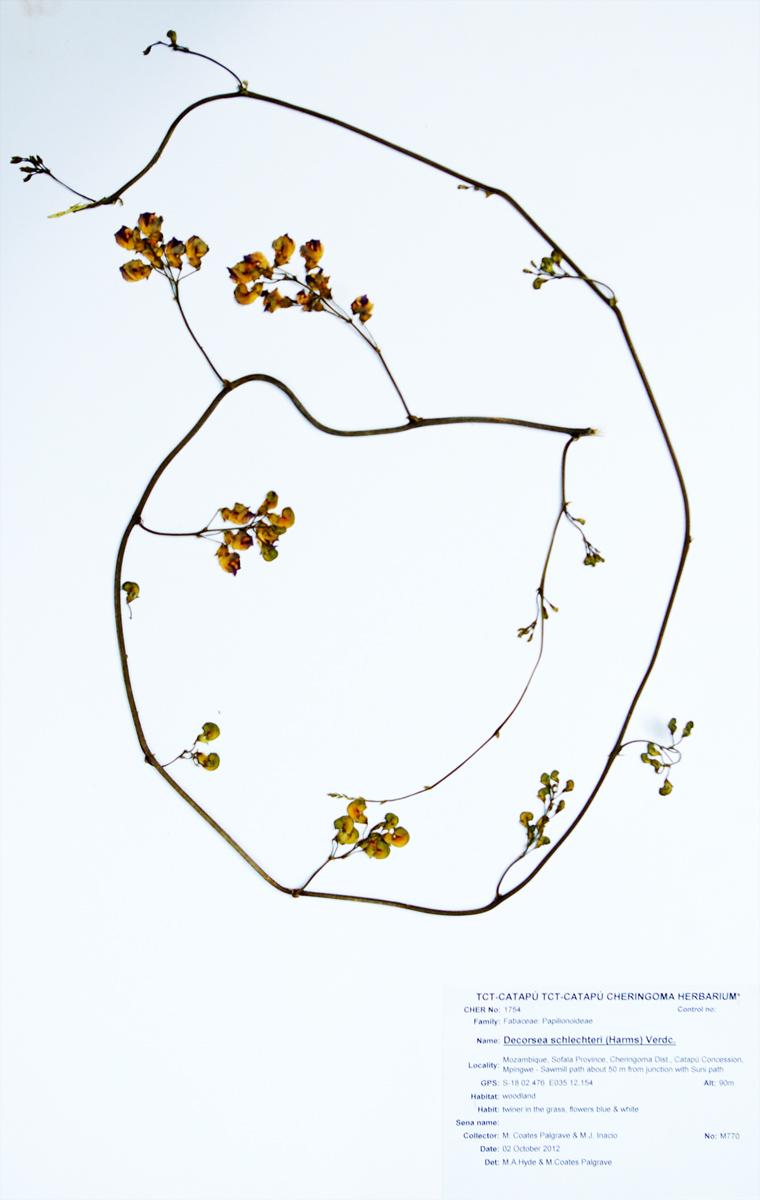 Decorsea schlechteri