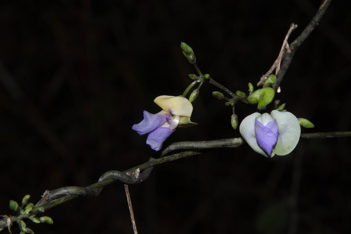 Decorsea schlechteri