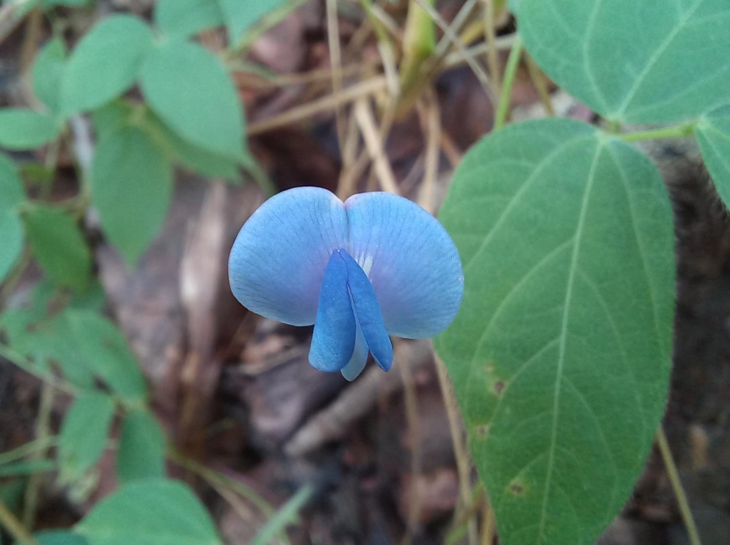 Psophocarpus lancifolius Psophocarpus lancifolius