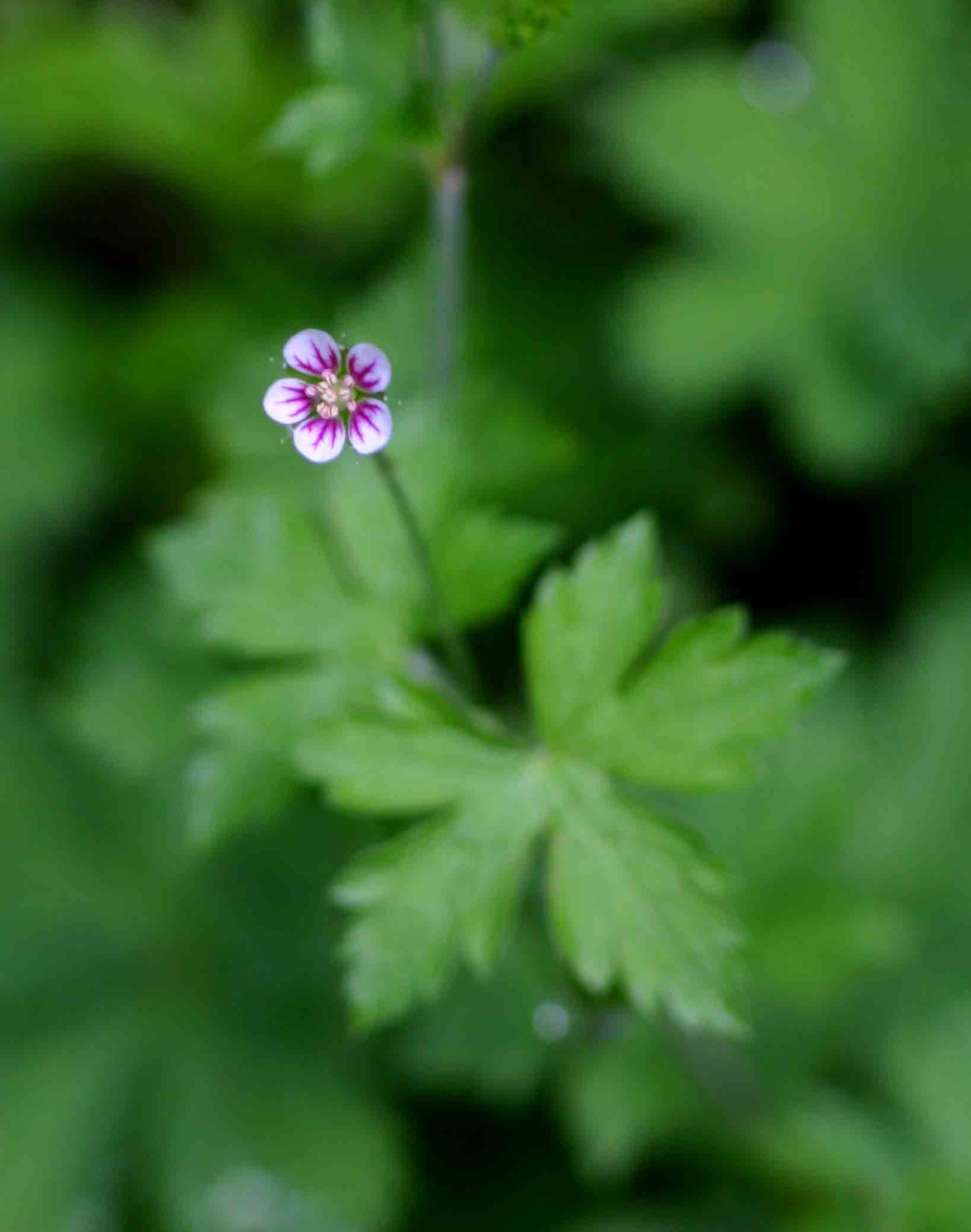 Geranium arabicum subsp. arabicum
