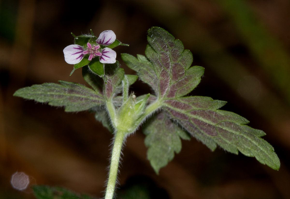 Geranium arabicum subsp. arabicum