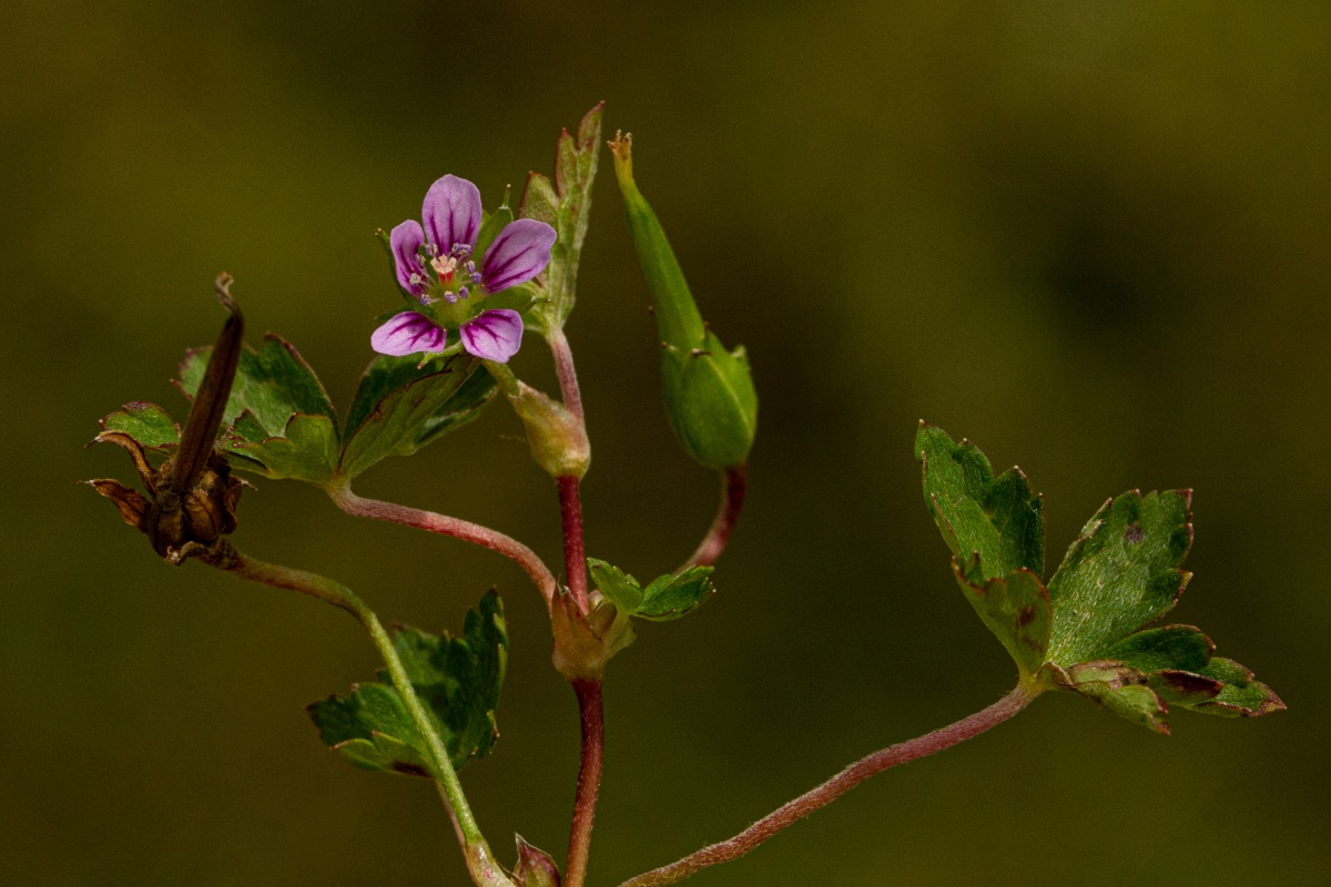 Geranium arabicum subsp. arabicum