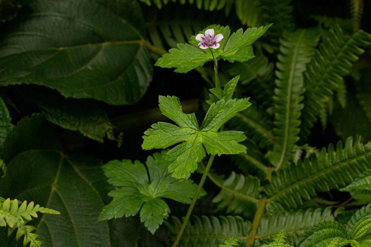 Geranium arabicum subsp. arabicum