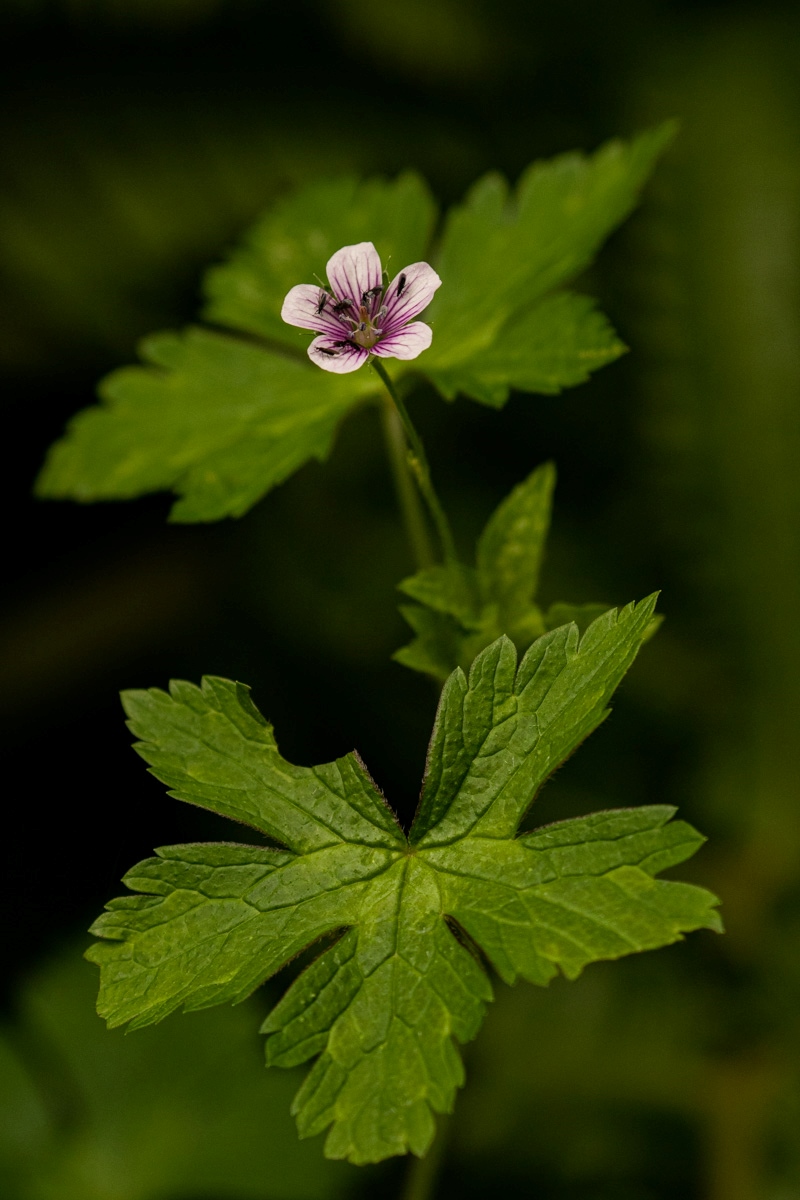 Geranium arabicum subsp. arabicum