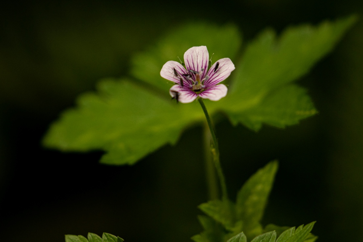 Geranium arabicum subsp. arabicum