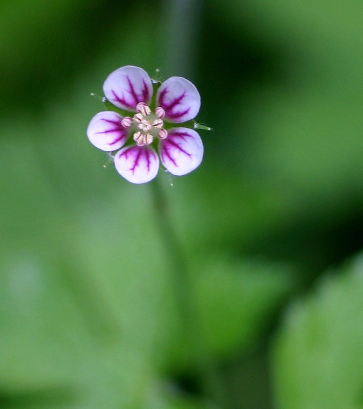 Geranium arabicum subsp. arabicum
