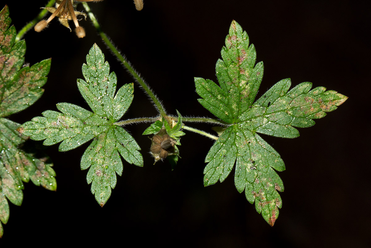 Geranium arabicum subsp. arabicum Geranium arabicum subsp. arabicum