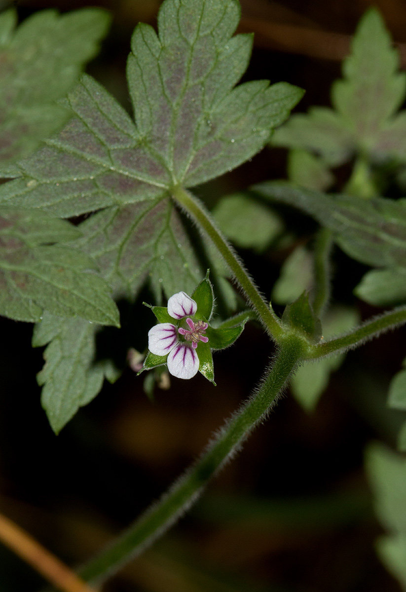 Geranium arabicum subsp. arabicum