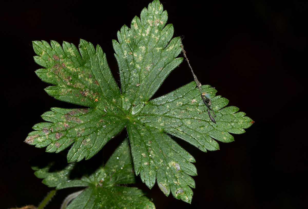 Geranium arabicum subsp. arabicum