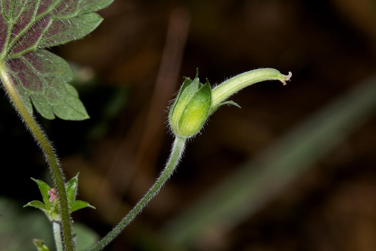 Geranium arabicum subsp. arabicum Geranium arabicum subsp. arabicum