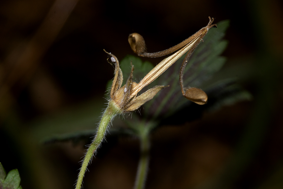 Geranium arabicum subsp. arabicum