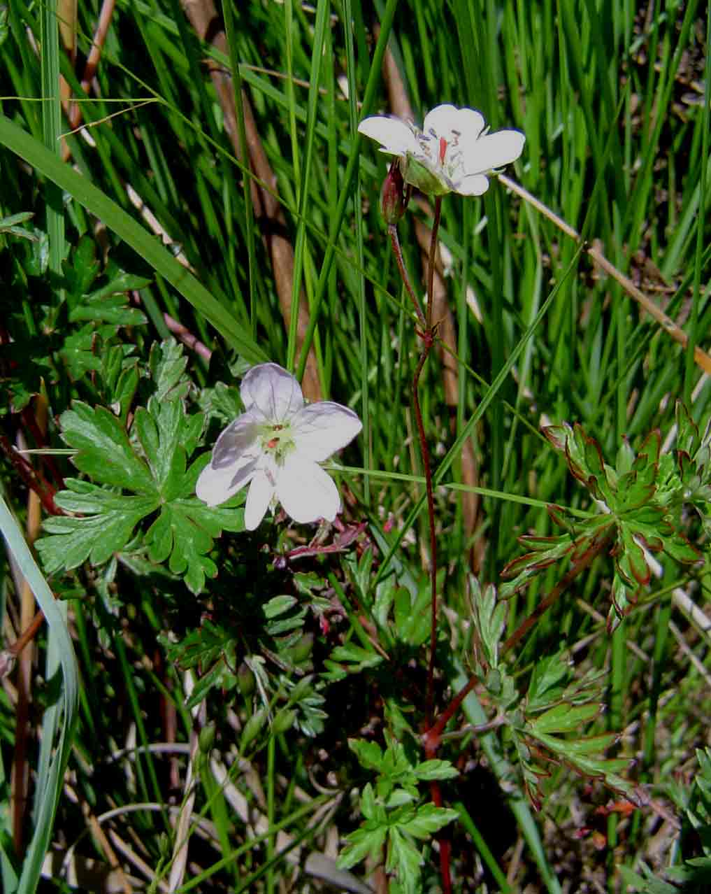 Geranium incanum subsp. nyassense