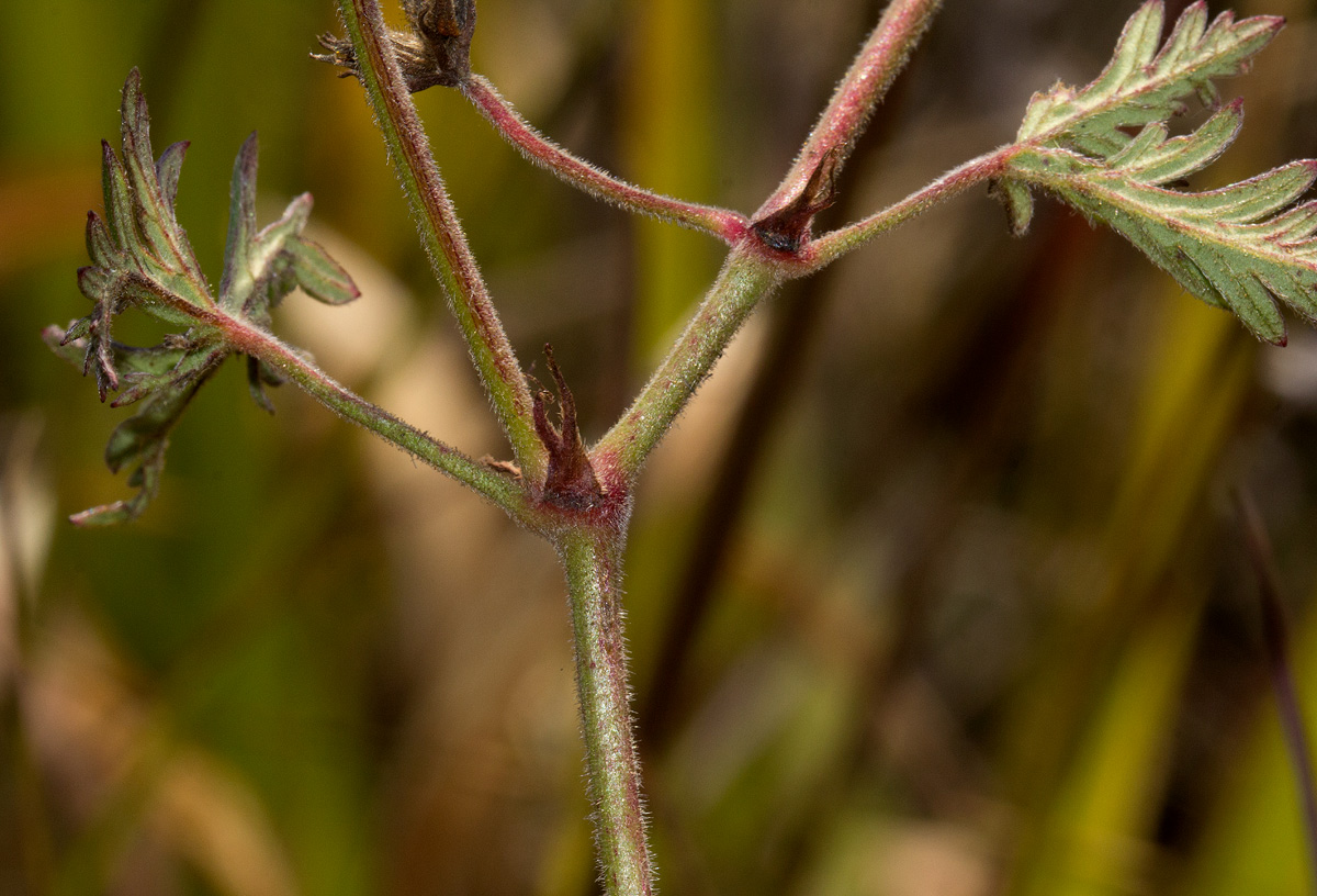 Geranium incanum subsp. nyassense