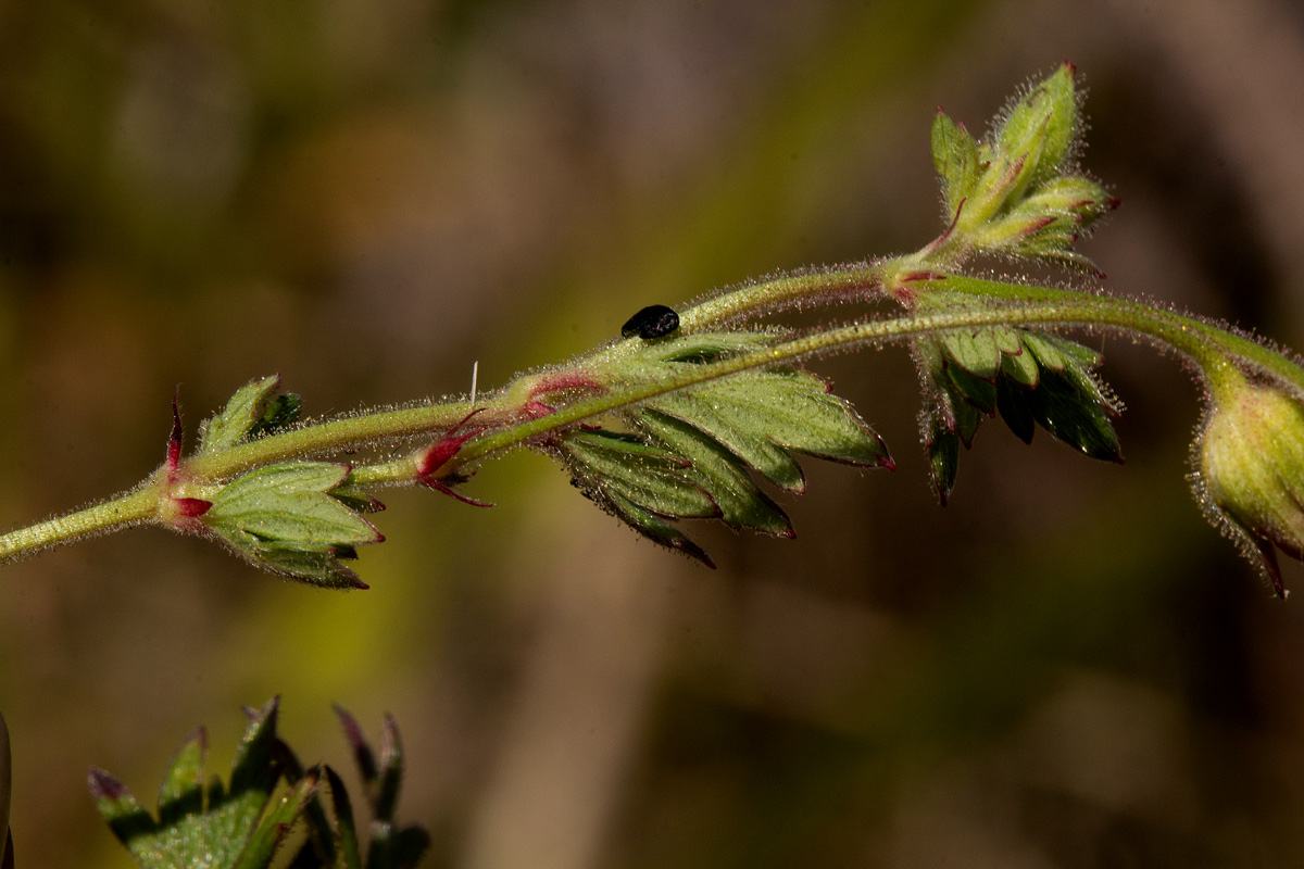 Geranium incanum subsp. nyassense