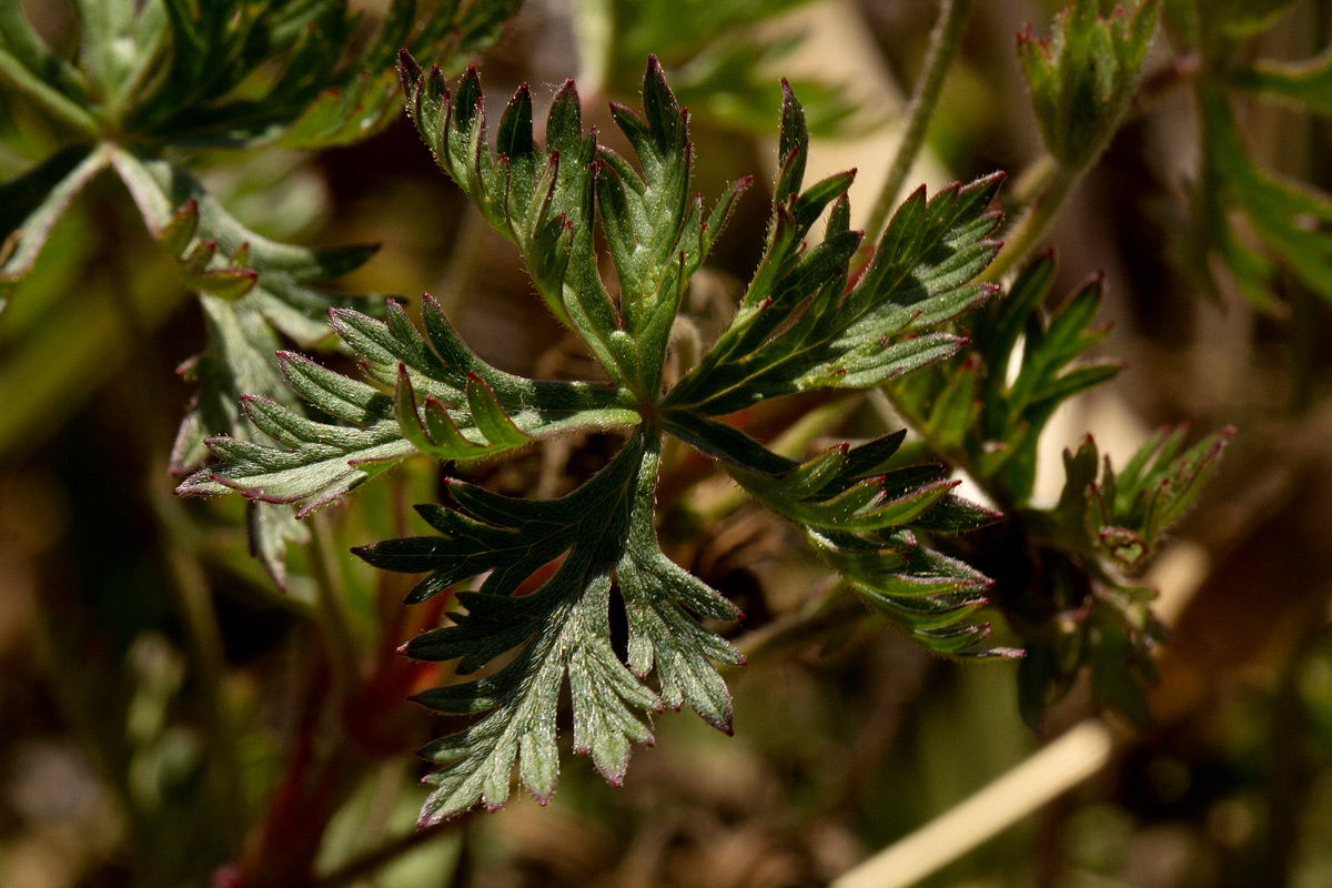 Geranium incanum subsp. nyassense