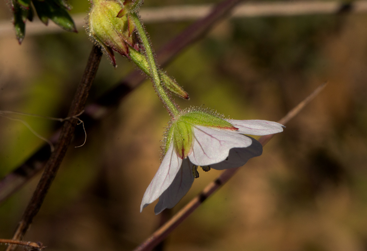 Geranium incanum subsp. nyassense
