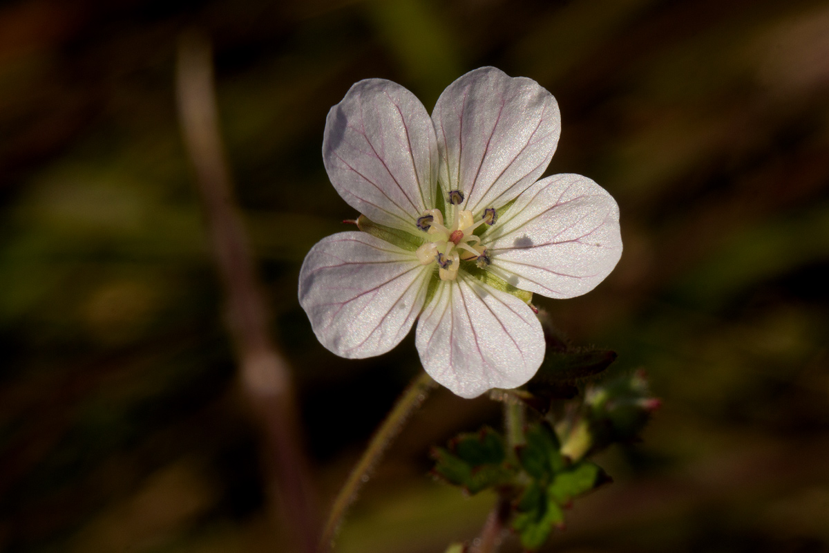 Geranium incanum subsp. nyassense