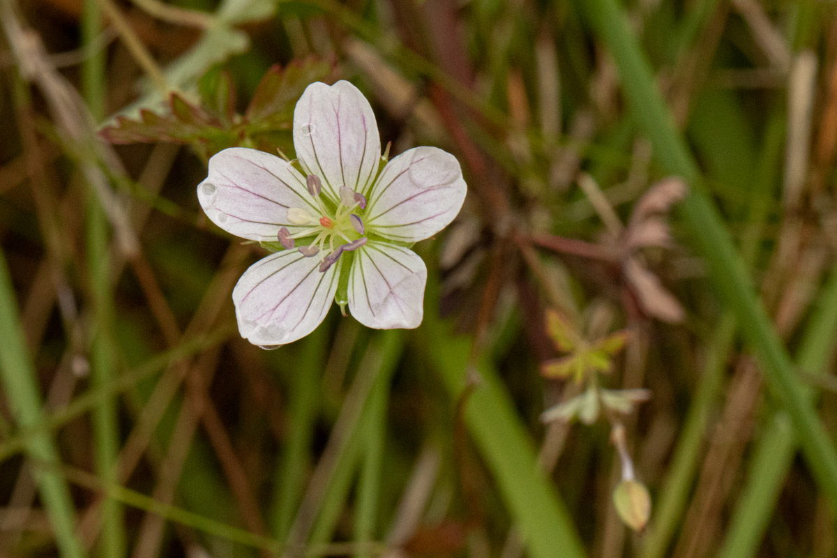 Geranium incanum subsp. nyassense